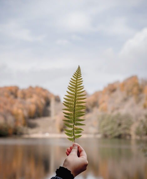 Imgi 7 Leaf